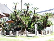 �������̎ʐ^3