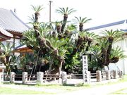 �������̎ʐ^3