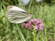 ��d�ӂ邳�Ǝ��R�w�Z�̎ʐ^4