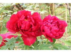 �������@�ڂ��񉀊J���̎ʐ^1