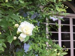 �O���o�[���@�t�t�F�X�̎ʐ^1