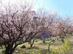 �_�ˎs���{�����{�����@�~����̎ʐ^1