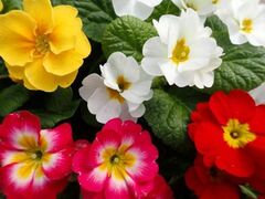 PHs蕿RA Nn̍Â@Vtv[g̎ʐ^1