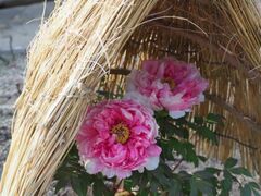 �~���O�̓W���̎ʐ^1