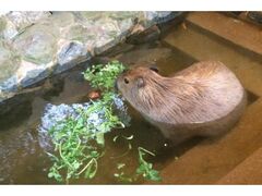 oCIp[N@JsoIVC@̓̎ʐ^1