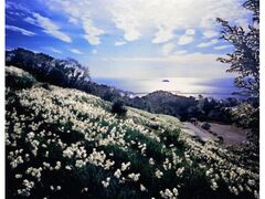 �����R������������̃X�C�Z���̎ʐ^1