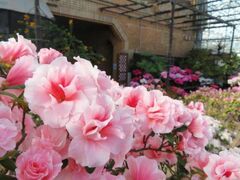 �A�U���A�W�`�����ő勉�̃R���N�V�����`�̎ʐ^1