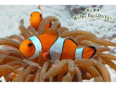 �����t�́wHappy Halloween�x�̎ʐ^1