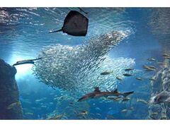 ENOSUI CHRISTMAS@`̂NX}X`̎ʐ^1