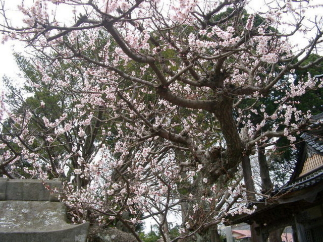 ���O�����̍�