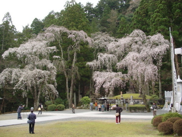 �g���R�v�����̃V�_���U�N��