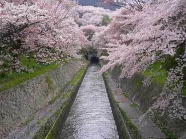 ���i�Α`���̍�