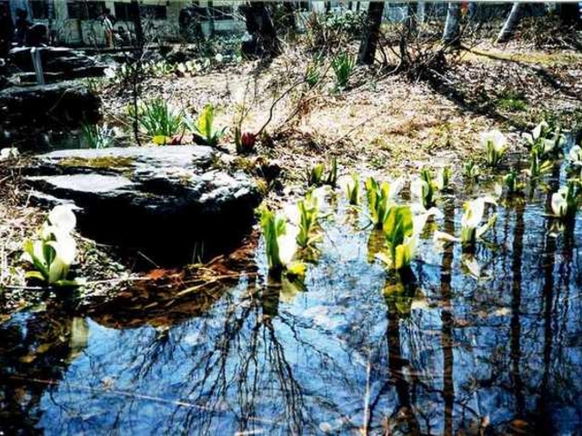 ������񂳂�̂Ђ邪�̍����̐��o�V���E�̓��e�ʐ^1