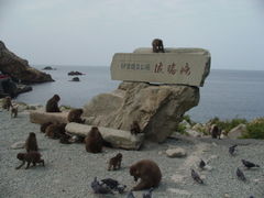 �W���r�I�R�R����̔g���胂���L�[�x�C�ւ̓��e�ʐ^1