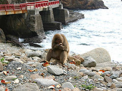 aki����̔g���胂���L�[�x�C�ւ̓��e�ʐ^1