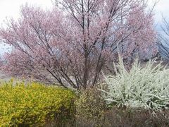 アヤパンマンさんの御坂町の桃の花への投稿写真1
