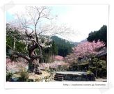 c񂳂̏tJGhqK̓eʐ^1