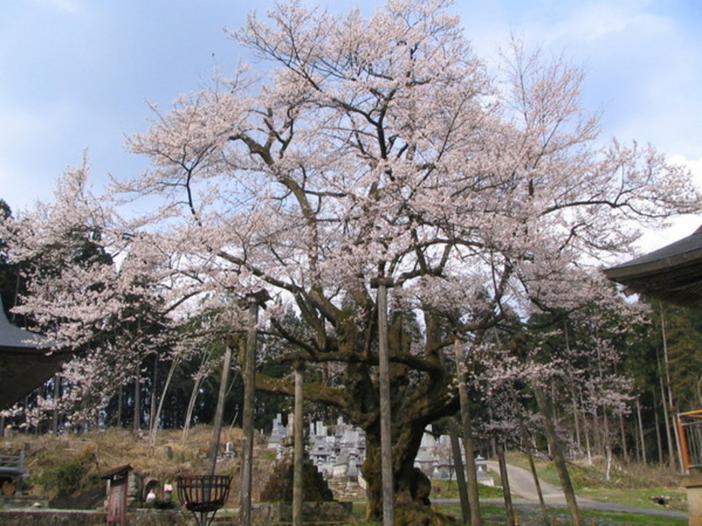 明日の大桜