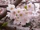 ツヨシさんの紀三井寺の桜への投稿写真2