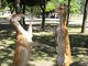 あるばむさんの奈良公園への投稿写真3