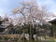 郭公さんの明日の大桜の投稿写真1