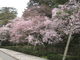 みなみなみさんの兼六園の桜の投稿写真1