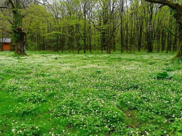 Ђɂ񂱂̏㍂nẼj\E̓eʐ^1