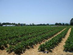 �m���L����̃A�C�X�N���[���@�Ԓ��ւ̓��e�ʐ^1