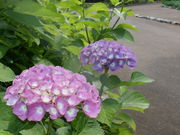 QY񂳂̍]^̓eʐ^1