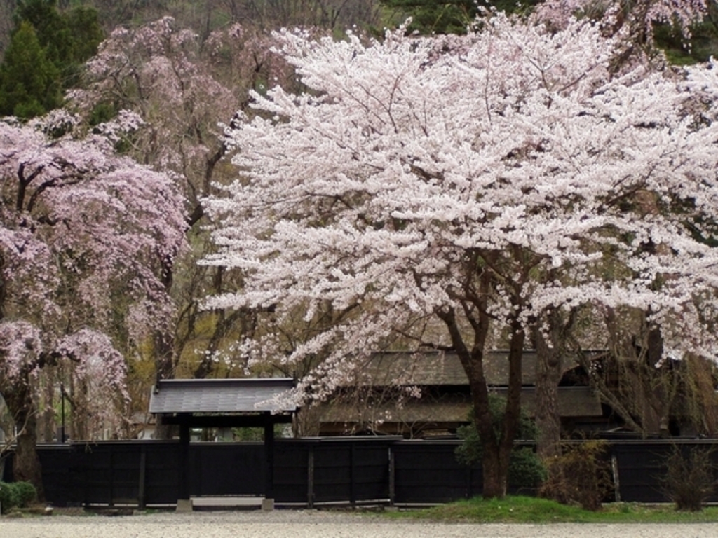 桜舞うベストシーズンに行く 北東北10の桜競演 奇跡の名湯新玉川温泉に2連泊 3日間が55 000円 新聞掲載された国内超お得旅行情報