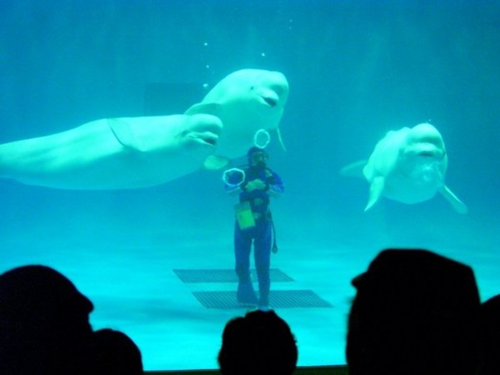 しまね海洋館アクアス