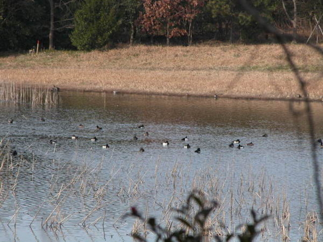 �C���o�[�h�p�[�N�^�x�R�V�`�ՊC�쒹��