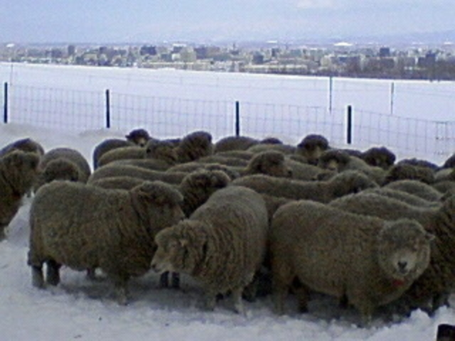 �����ۂ�r���u�W�]��