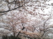 �W��������̖P���R�����̓��e�ʐ^1