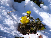 {ԉ@zeʔV̐ԓ{cQn̓eʐ^1