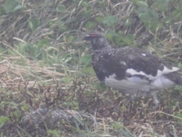 �݂��肪�r����