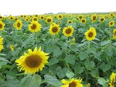 ܂q̂Ђ܂̋uւ̓eʐ^1