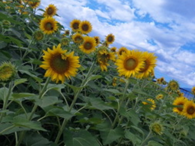 �n�C�W�̑��@�N������