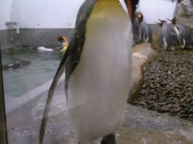 ���R������