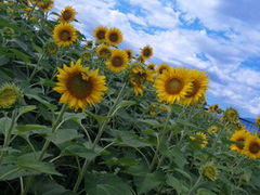 h[̃nCW̑@Nقւ̓eʐ^1