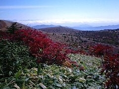 tt0110̑ÔRւ̓eʐ^1