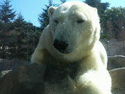 iI̔؎RtWTL̓mis؎Rj̓eʐ^1