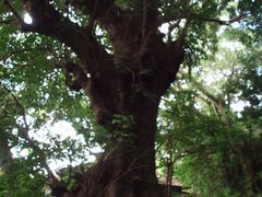 Ⴑ̎񗢋钬̑AJMւ̓eʐ^1