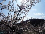 �肦�Ղ�����̐l�g�~���̓��e�ʐ^1