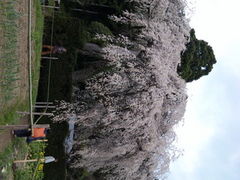 (な)さんの中越家のしだれ桜への投稿写真1