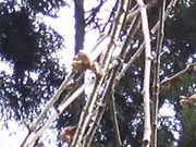 Ȃpp1961̏@̂̓eʐ^1