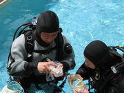 chevy.h̃TZbg][g̓eʐ^1