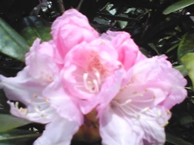 �����߂�����̃V���N�i�Q�E�h�E�_���c�c�W�̓��e�ʐ^1