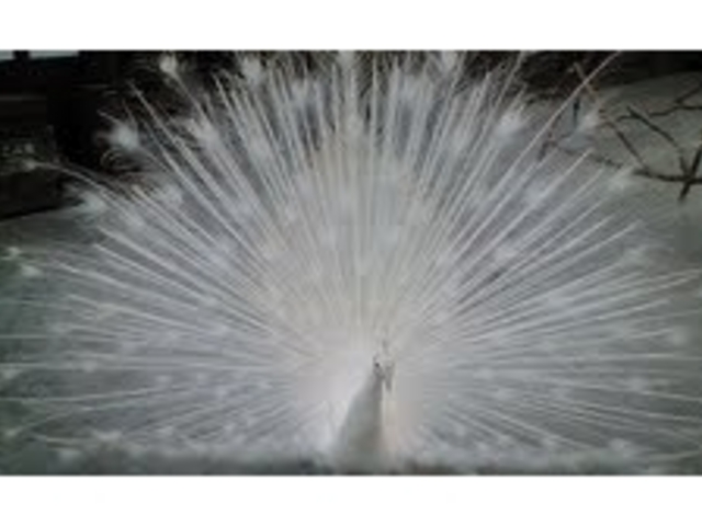 �|��Ԓ���