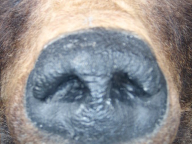 ���a�V�R�F�q��